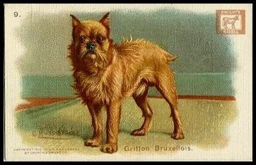 9 Griffon Bruxellois